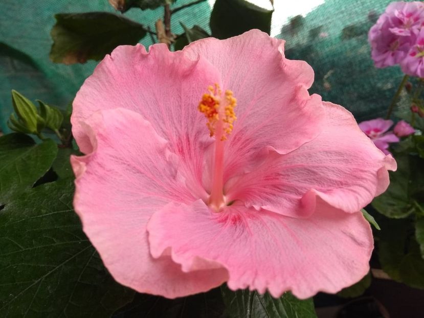  - Tahitian Raspberry Star