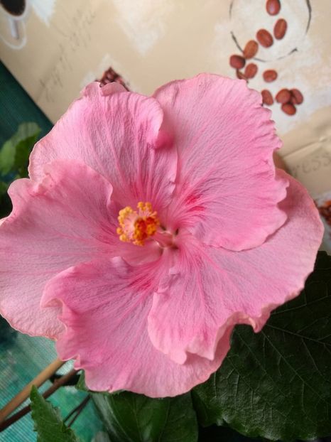  - Tahitian Raspberry Star