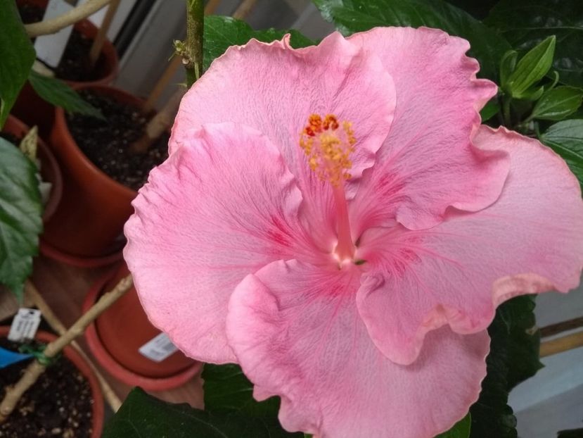  - Tahitian Raspberry Star