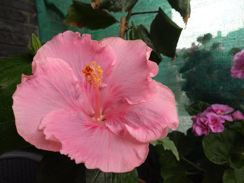  - Tahitian Raspberry Star