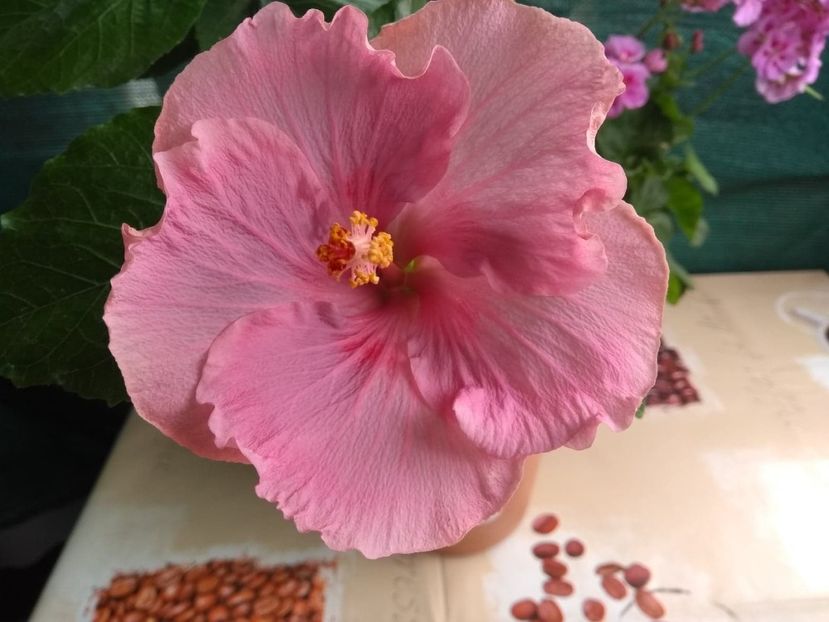  - Tahitian Raspberry Star