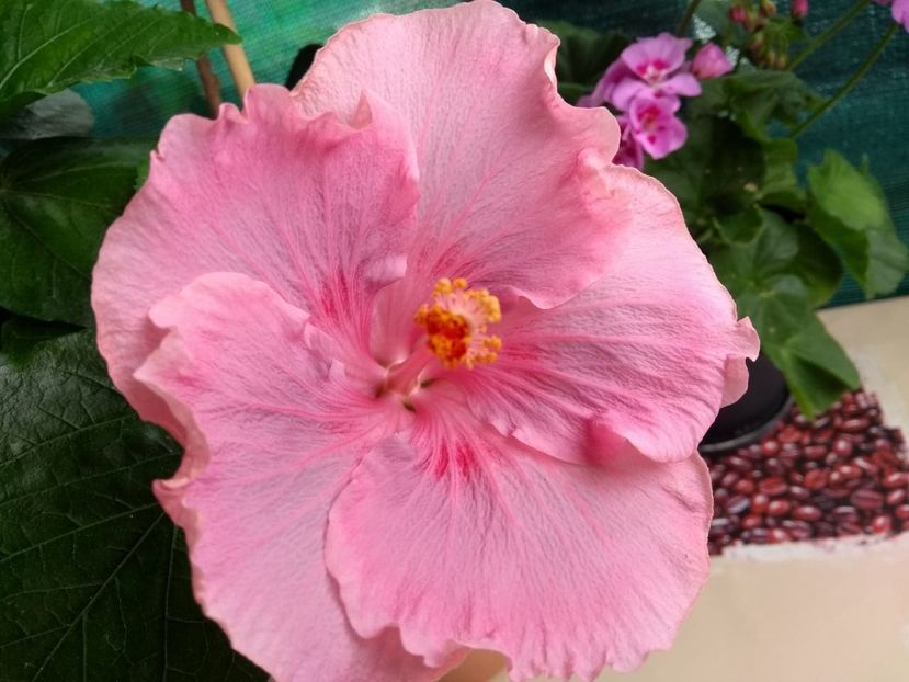  - Tahitian Raspberry Star