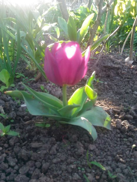  - Flori din grădină 2018