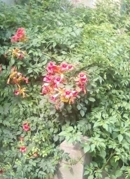  - Flori din grădină 2018