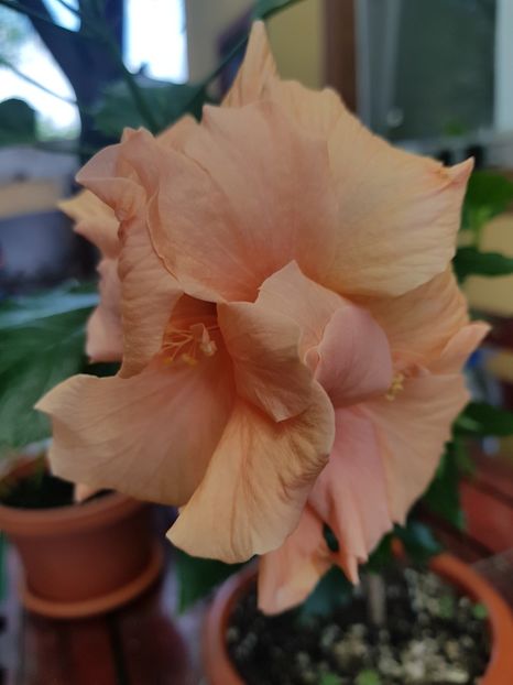  - 1-2 HIBISCUS