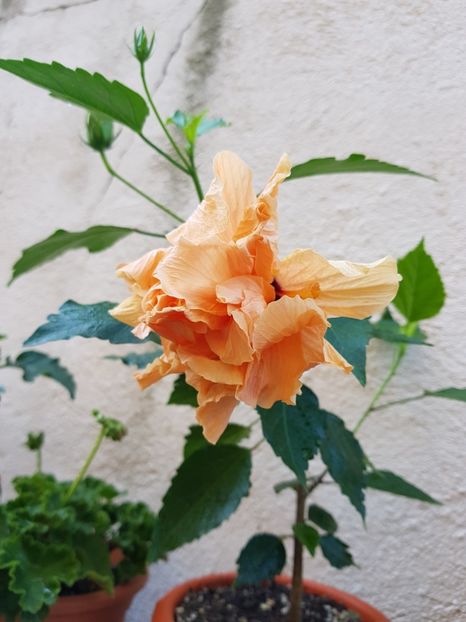 - 1-2 HIBISCUS