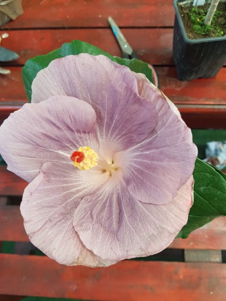  - 1-2 HIBISCUS
