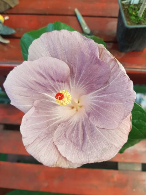 Moorea Mangy Blue - 1-2 HIBISCUS