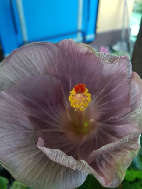 - 1-2 HIBISCUS