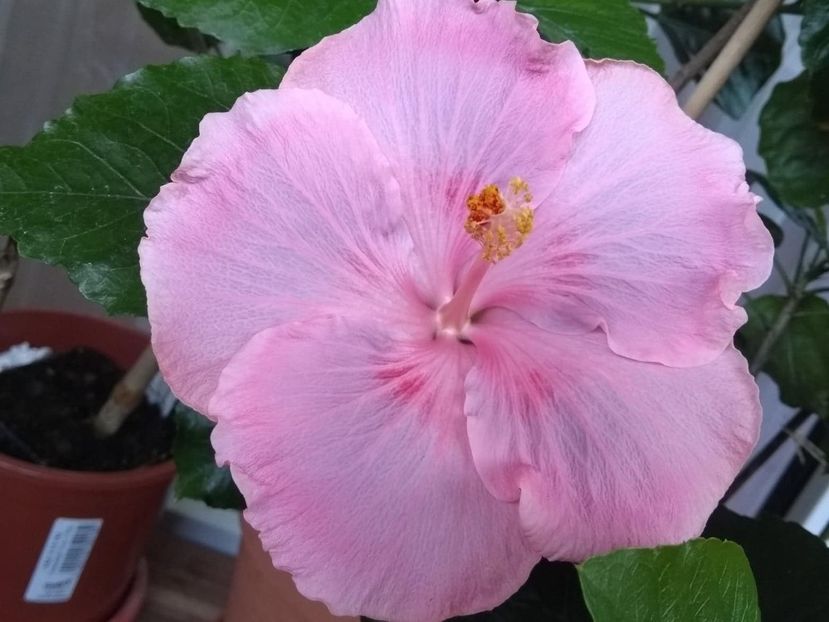  - Tahitian Raspberry Star