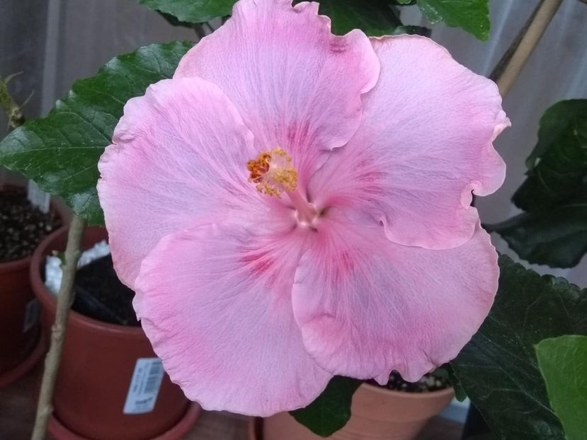  - Tahitian Raspberry Star