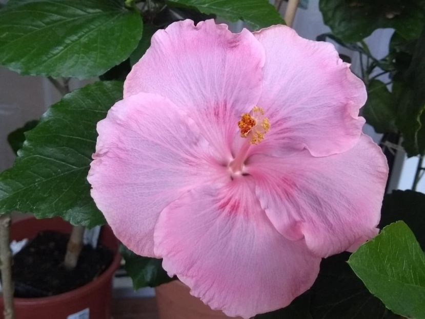  - Tahitian Raspberry Star