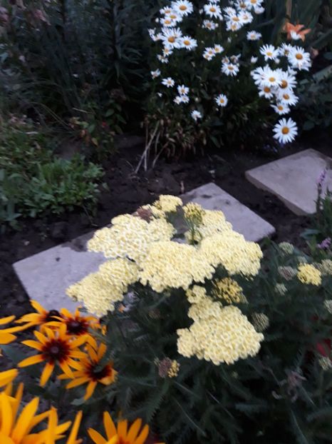  - Flori de grădină-2018 Vara