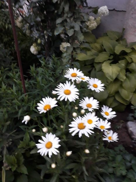  - Flori de grădină-2018 Vara