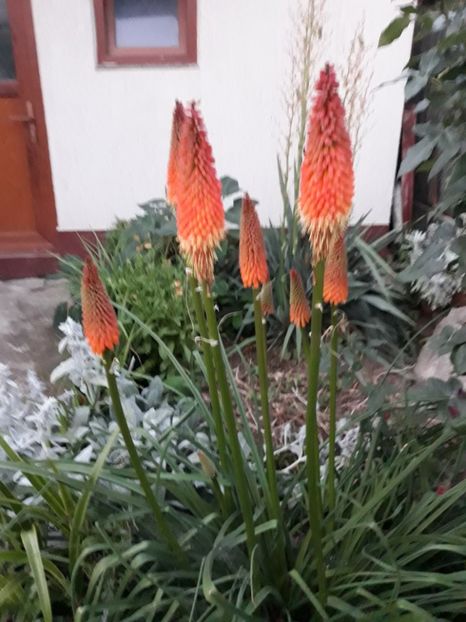  - Flori de grădină-2018 Vara