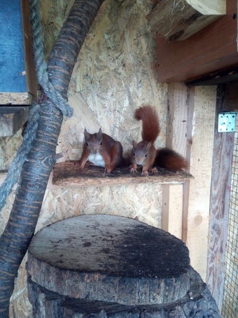  - Vând veverite autohtone europene