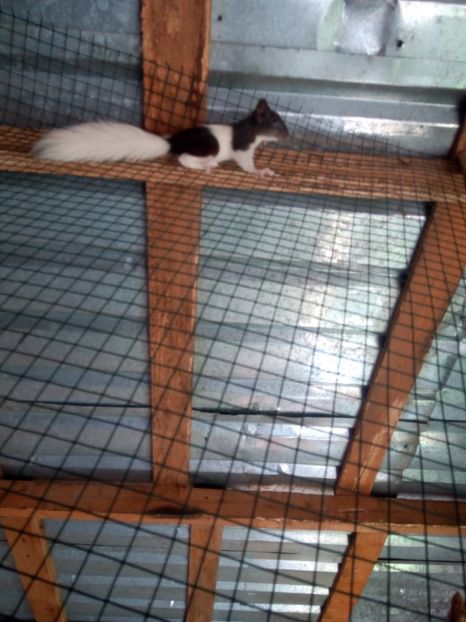  - Vând veverite autohtone europene