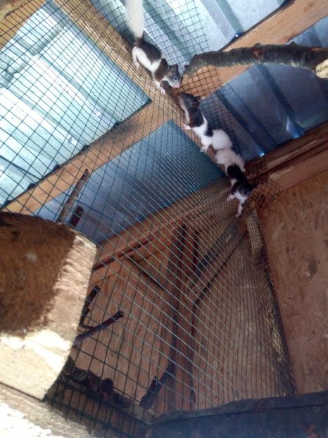  - Vând veverite autohtone europene