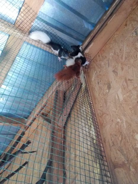  - Vând veverite autohtone europene