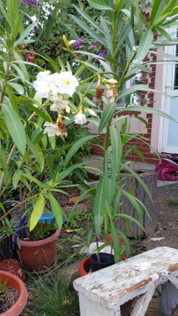 65 ron - Disponibil leandri