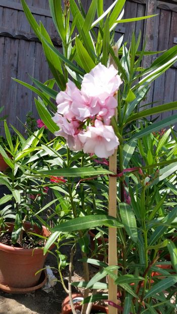  - Disponibil leandri