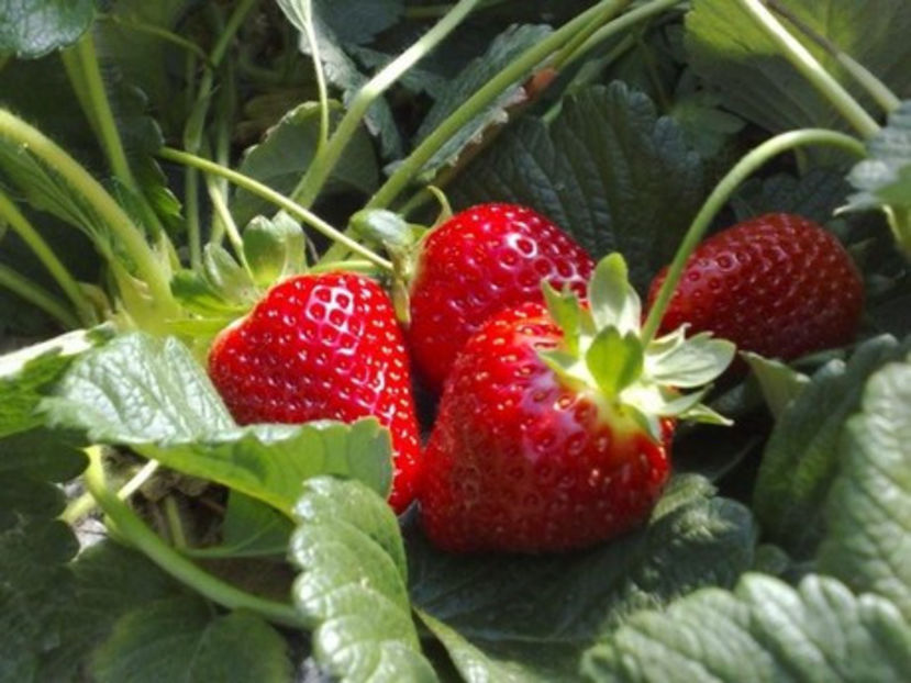  - Capsuni soiul ALBION