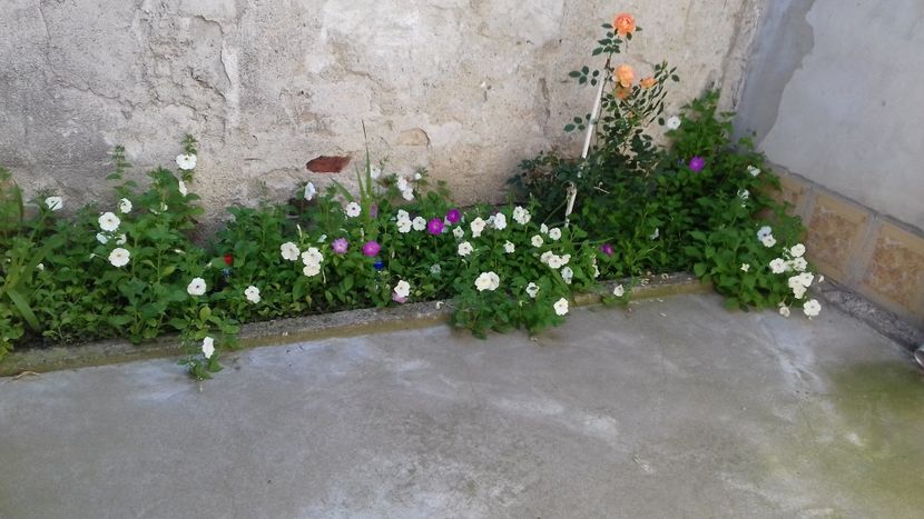 20180701_154301[1] - Trandafirii si alte flori 2018 - 2020