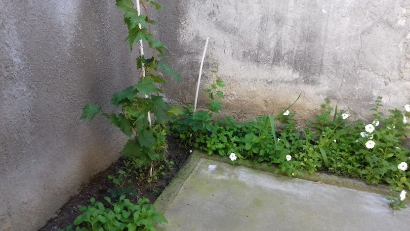 20180701_154304[1] - Trandafirii si alte flori 2018 - 2020