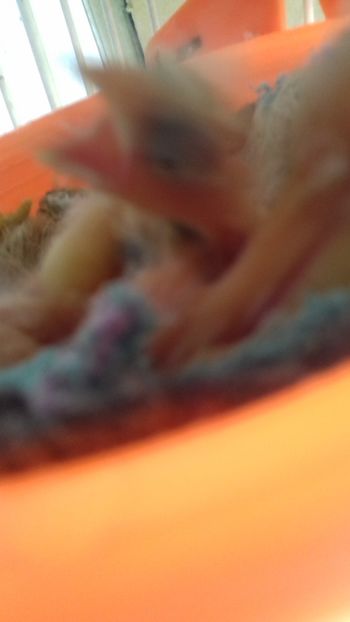 20180711_174201[1] - Malinois 2018 si Pui Hibrid sticlete - canarita