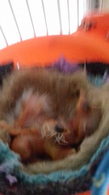 20180708_141150[1] - Malinois 2018 si Pui Hibrid sticlete - canarita