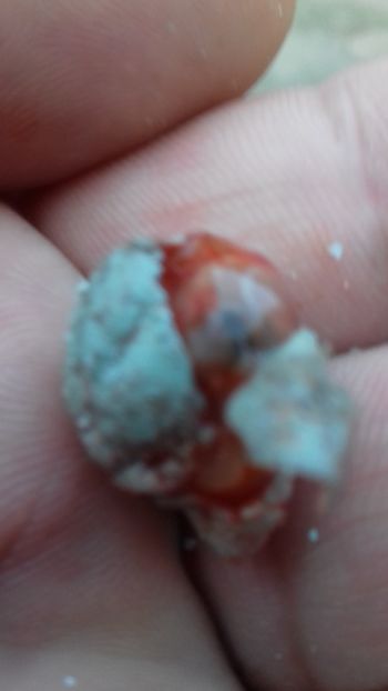 20180520_080523[1] - Malinois 2018 si Pui Hibrid sticlete - canarita