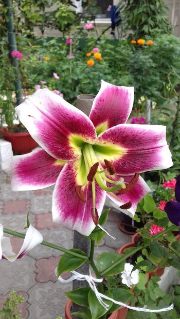 Parfumat - Crini 2018