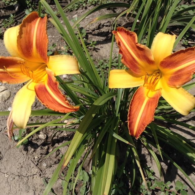 Frans halls - Hemerocallis 2018