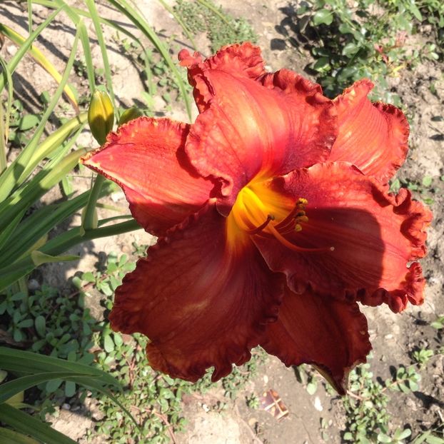 image - Hemerocallis 2018