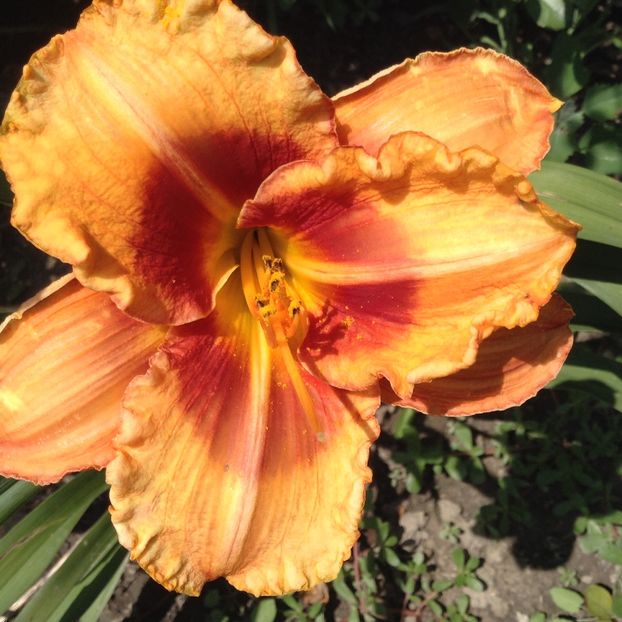 Tigger - Hemerocallis 2018