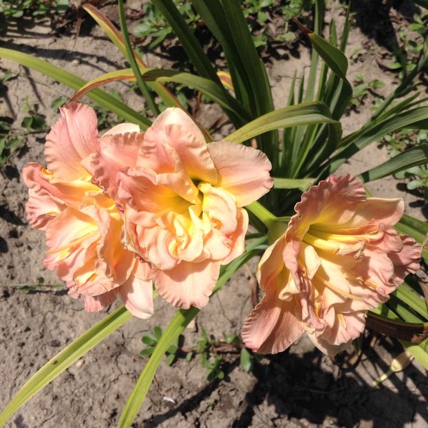 Lacy doll - Hemerocallis 2018