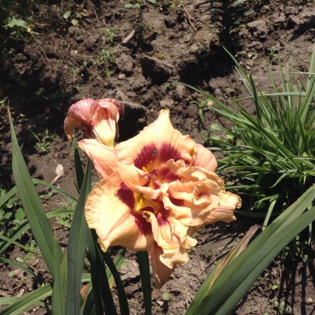 Exploded pumpkin - Hemerocallis 2018