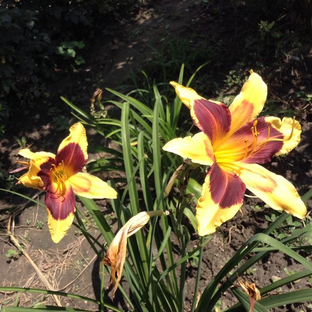 Indian sky - Hemerocallis 2018