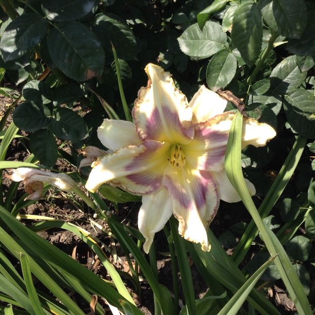Destineed to see - Hemerocallis 2018