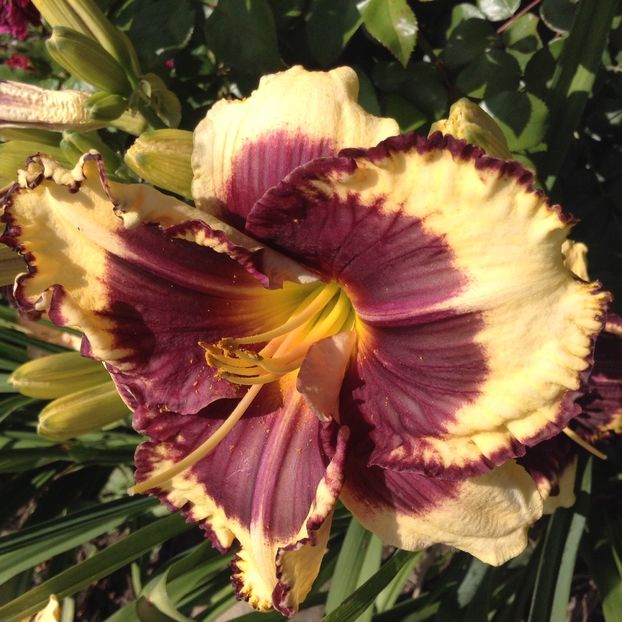 Tiger blood - Hemerocallis 2018