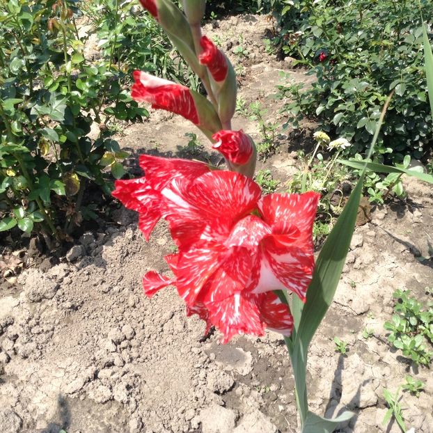 Gladiole zizanie - Vara 2018