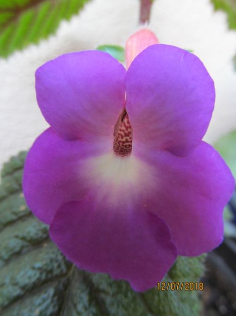 Patens Major - ACHIMENES 2020 - VANZARI HIBRIZI