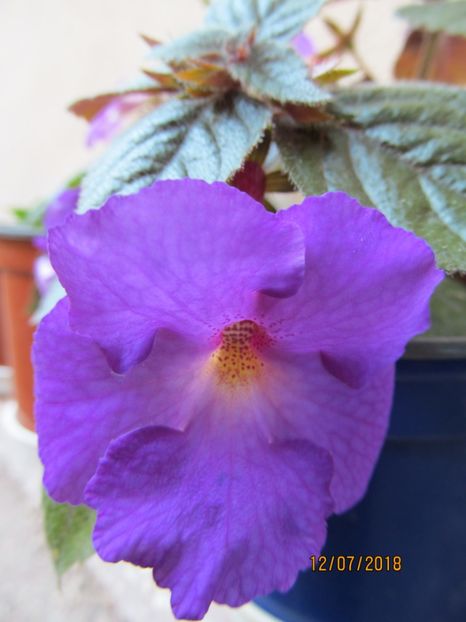 Purple King - ACHIMENES 2020 - VANZARI HIBRIZI