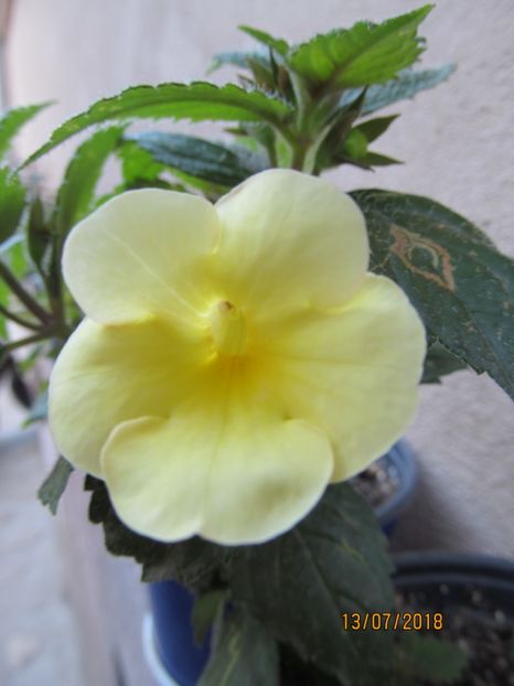 Himalayan Sunrise - ACHIMENES 2020 - VANZARI HIBRIZI