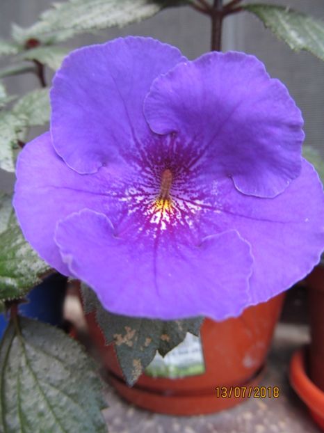 Serge's Revelation - ACHIMENES 2020 - VANZARI HIBRIZI