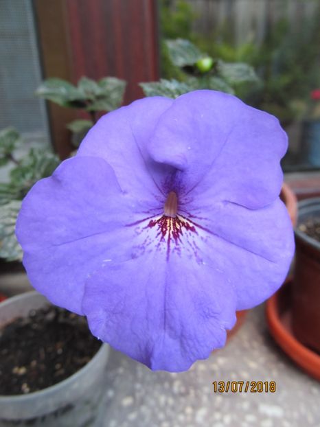 Oviksfjallen - ACHIMENES 2020 - VANZARI HIBRIZI