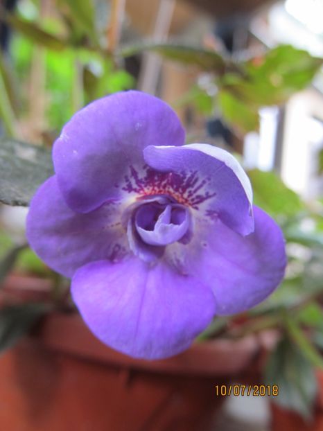 Illya Melnyk - ACHIMENES 2020 - VANZARI HIBRIZI