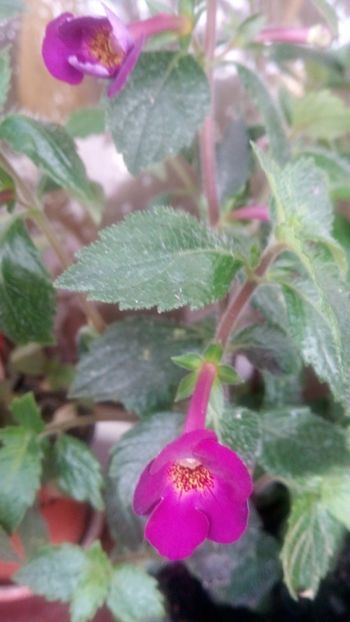  - Claret-pierdut