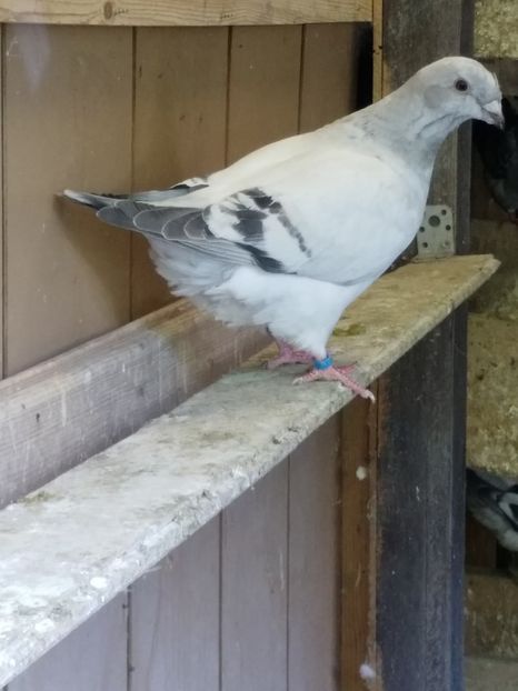  - 3-Pui 2018