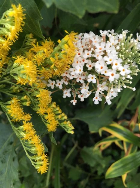 7AA7DDE8-00E1-46D5-8B9B-D7D07FE84EB2 - Arbuști 2018